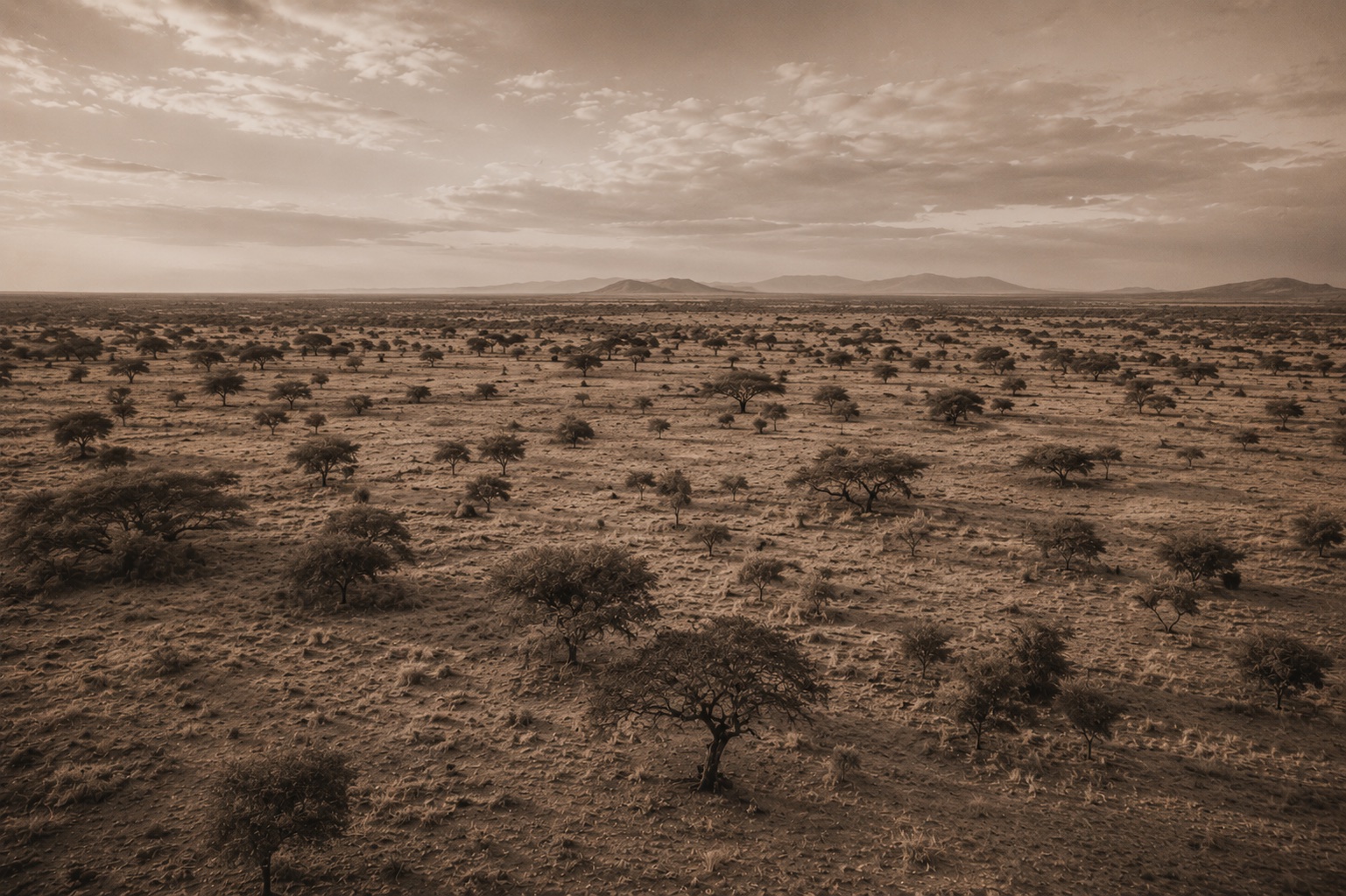Savane arborée du Kenya du Nord au crépuscule
