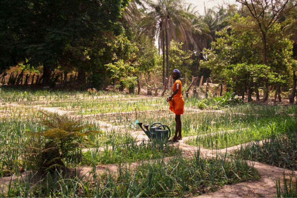 Photographie de Yolenn Flaux - paysannes pratiquant l'agroécologie en Casamance